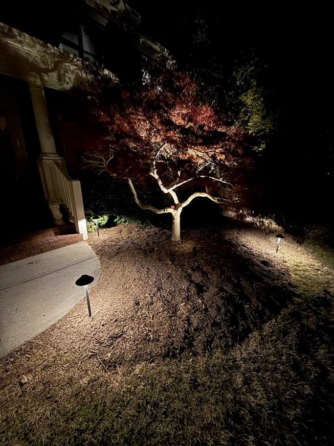 Japanese maple at the entry, lit at golden hour