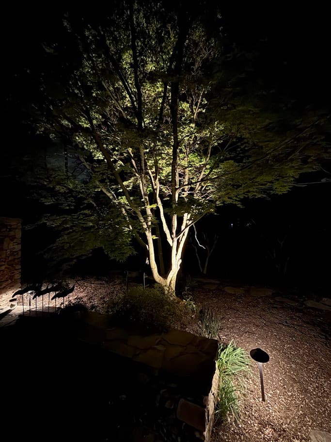 Rear Japanese maple illuminated against the night sky